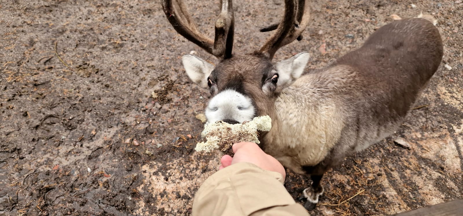 Reindeer farm photo